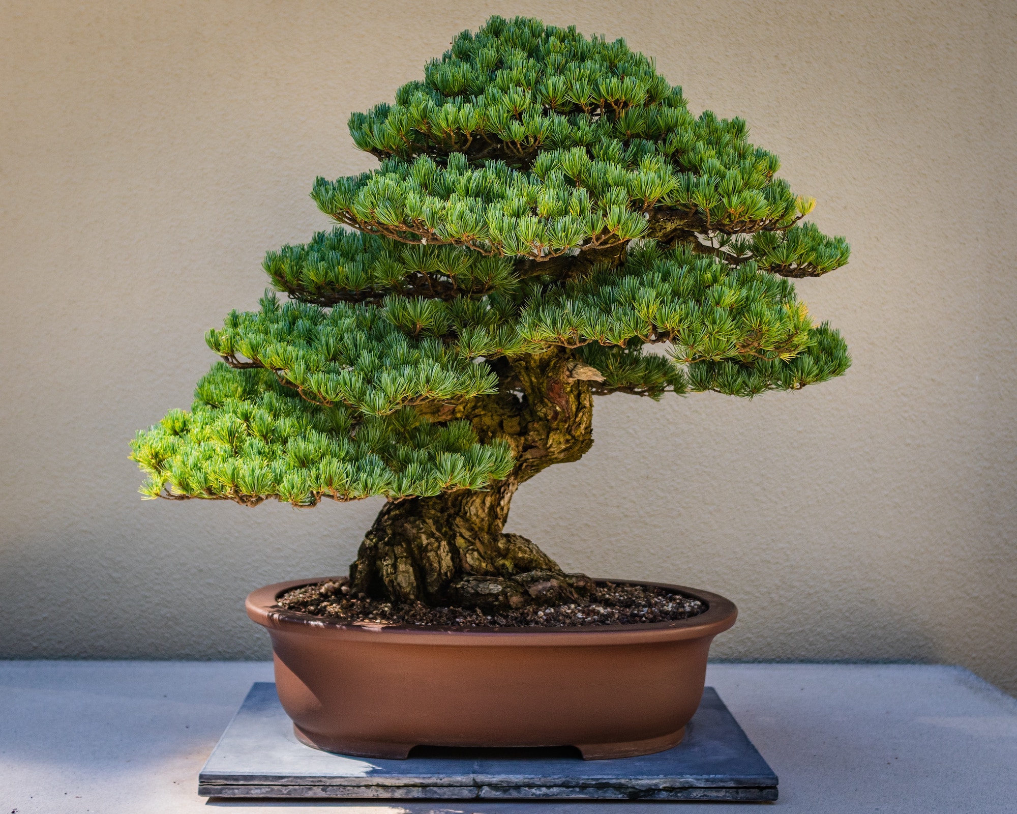 Wonderinterest | Investing in plants: would you buy a bonsai for a million? Sorry, it's already sold!