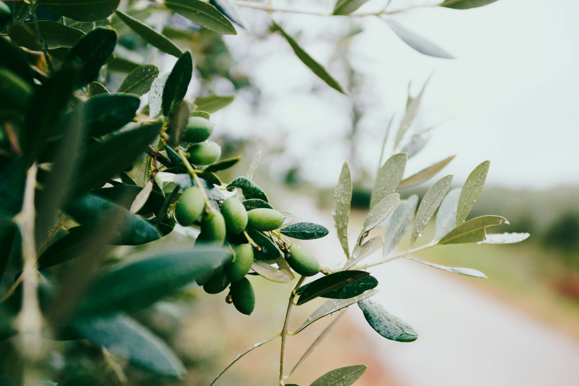 Wonderinterest | Folyékony arany nyomás alatt: Az olívaolaj ára rekordmagas