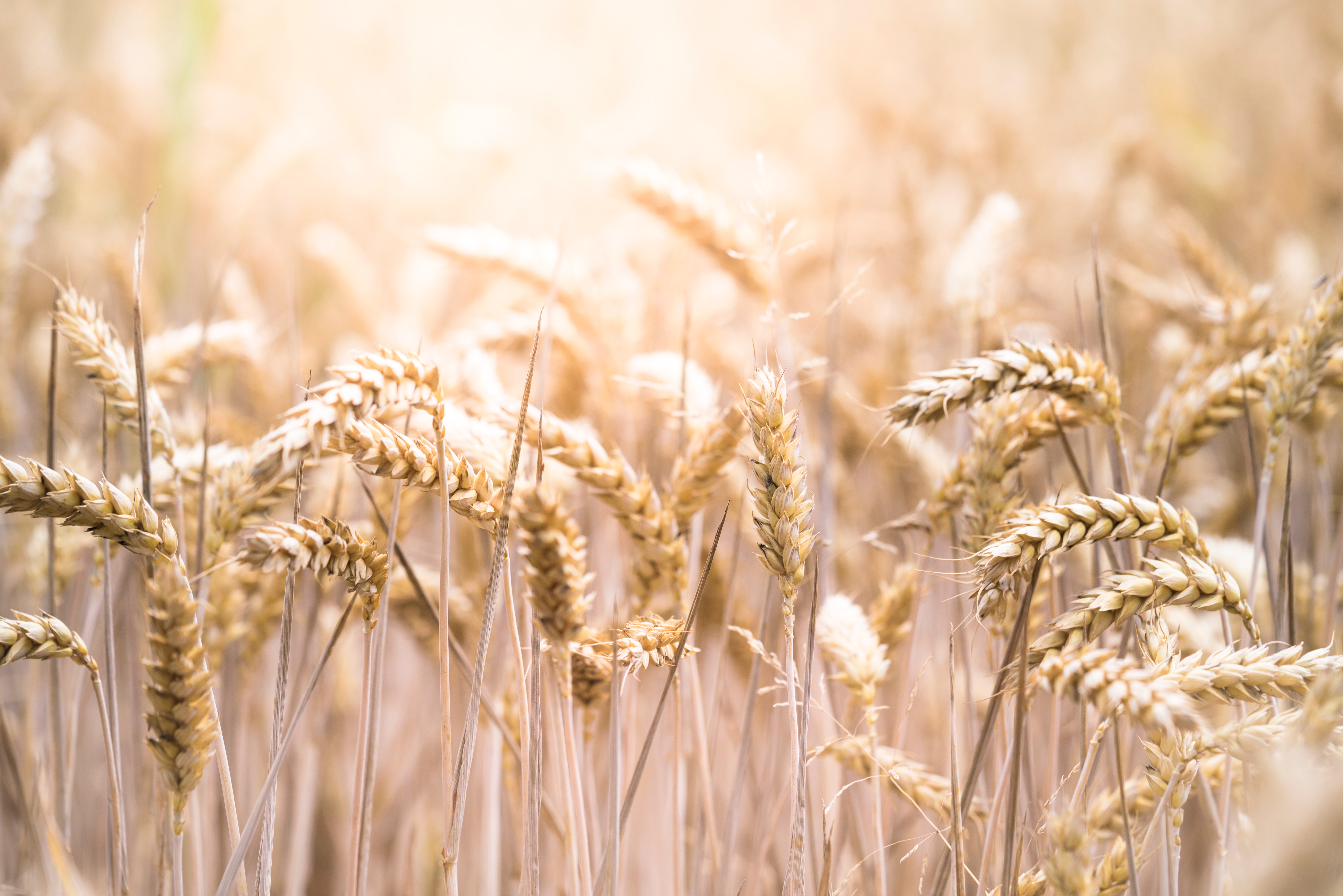 Wonderinterest | The price of wheat is still high. How much longer will it last?